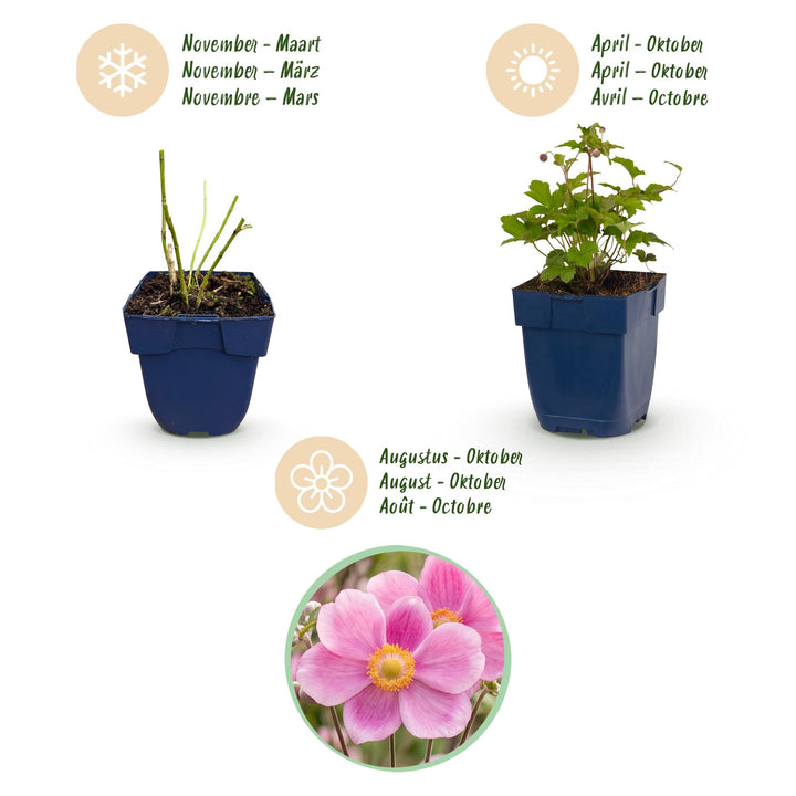 Plante vivace - Anemone hup. Splendens - Anémone d'automne - Ombre - Rose Foncé - 24 Plantes - Pot 11cm - Hauteur 15-25cm