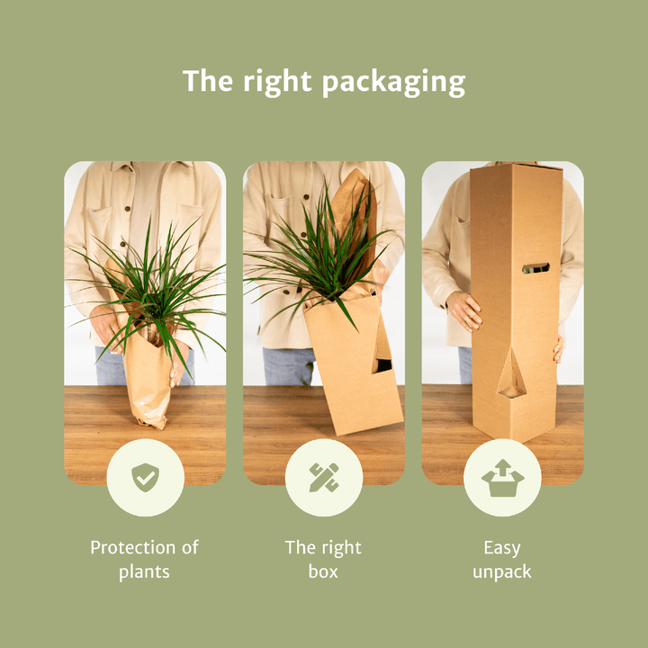 Low Maintenance Houseplant Set - 4 Easy Care Indoor Plants