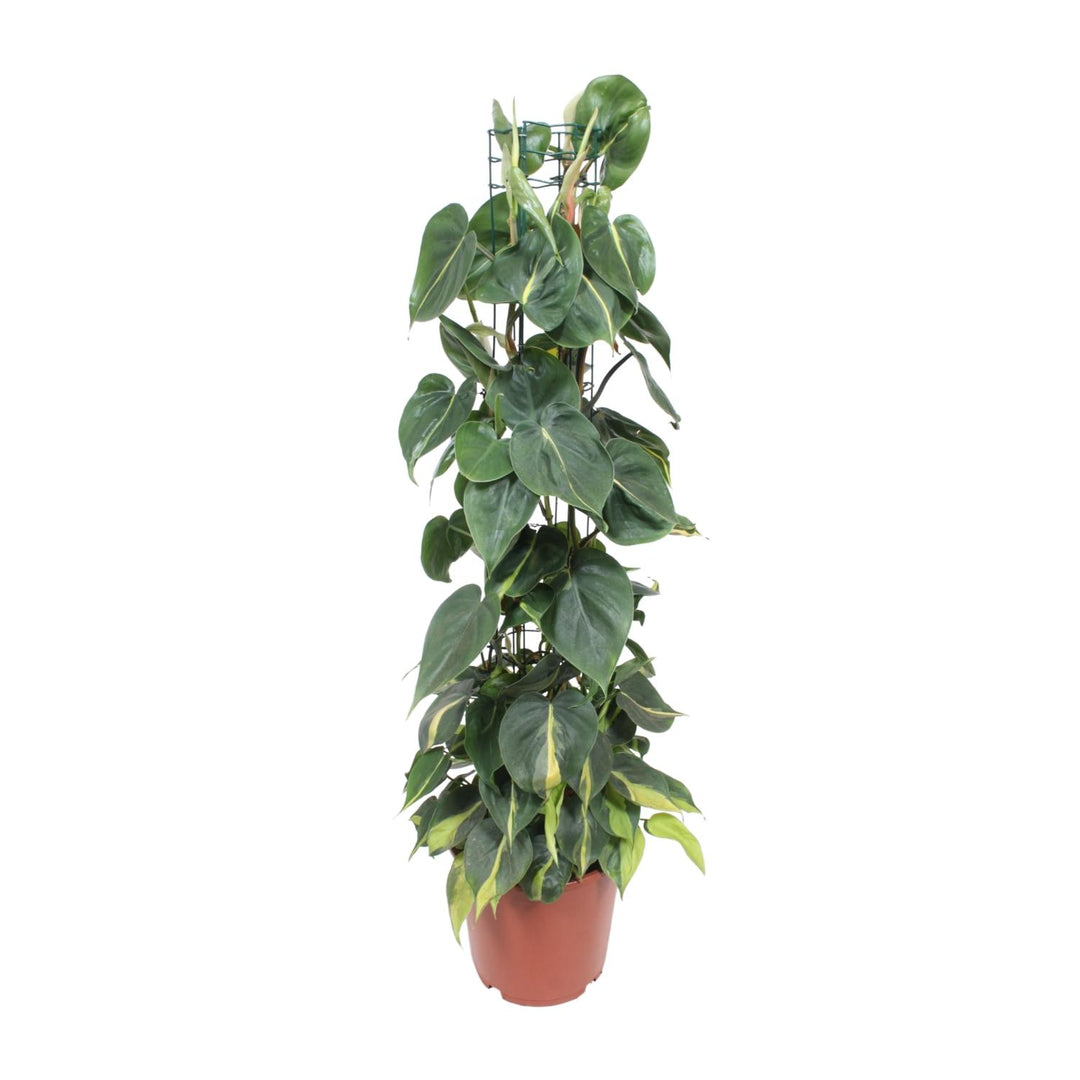 Green Philodendron Brasil trailing plant in a 120cm height, ideal for air purification, by Everspring.