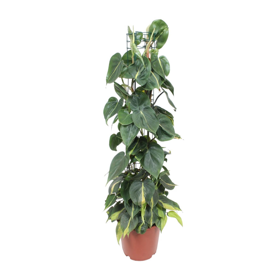 Green Philodendron Brasil trailing plant in a 120cm height, ideal for air purification, by Everspring.