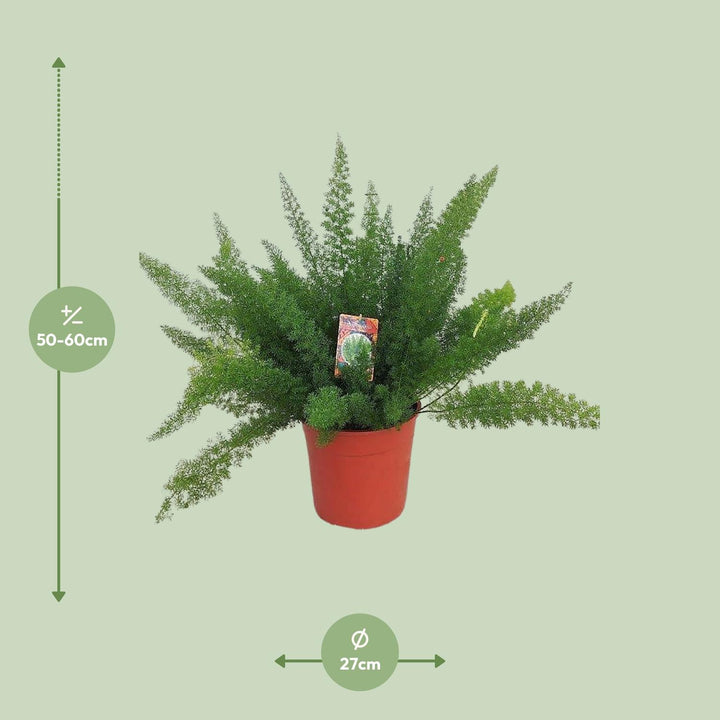 Asparagus fern plant in a 27cm pot, featuring lush green foliage, by Everspring, ideal for indoor air purification.