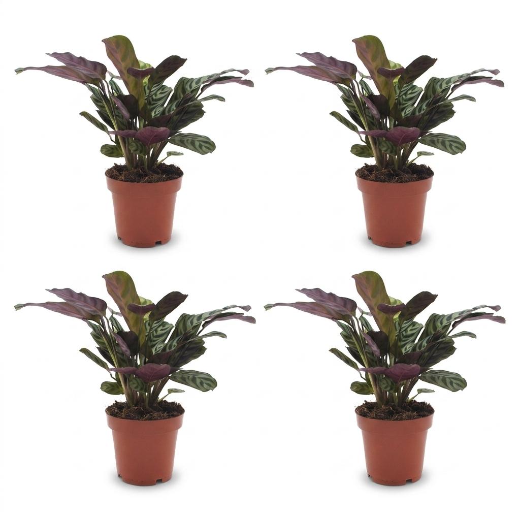 Ctenanthe Burle Marxii - Fishbone Prayer Plant - 4 Plants - Pot 12cm - Hoogte - 30cm