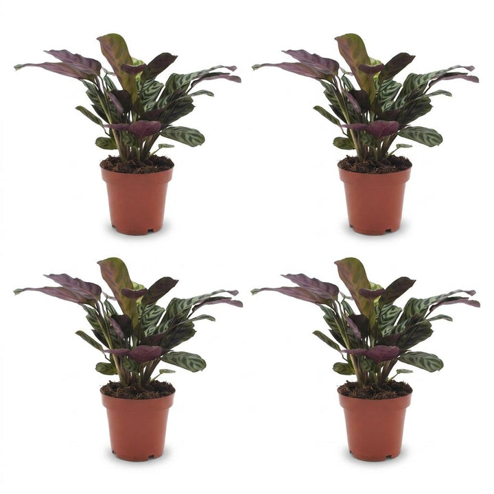 Ctenanthe Burle Marxii - Fishbone Prayer Plant - 4 Plants - Pot 12cm - Hoogte - 30cm