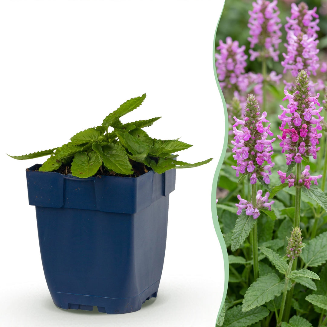 Pack of 24 Stachys officinalis 'Ukkie' betony plants in 11cm pots