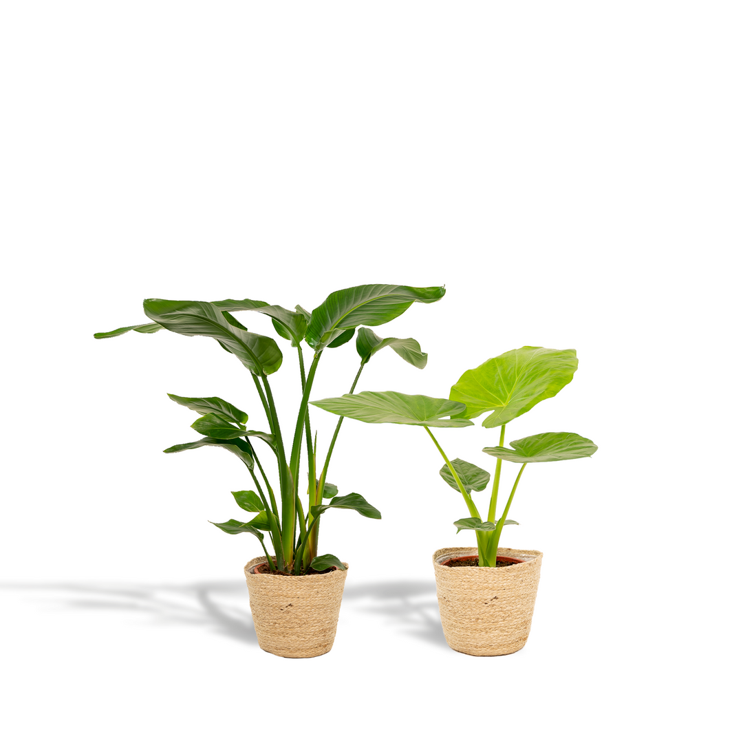 Strelitzia Nicolai & Alocasia Macrorrhiza Duo with Selin Basket: Your Instant Tropical Oasis – Buy Now!