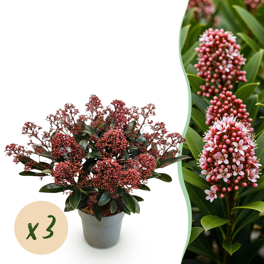 Pack of 3 Skimmia japonica 'Rubella' plants in 15cm pots, 30cm tall