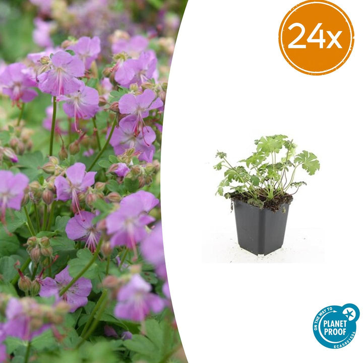 24x Everspring 'Cambridge' geranium plants in 9cm pots with vibrant pink flowers, height 10-25cm.