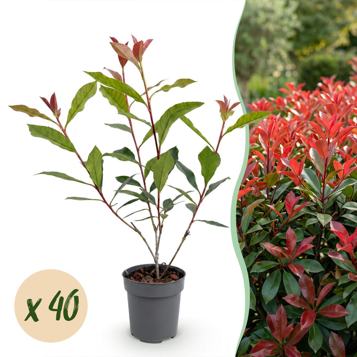 40x Photinia fraseri Carre Rouge - Glossy Mispel - Hedge Plants - Evergreen - Red - Pot 9cm - Height 25-35cm