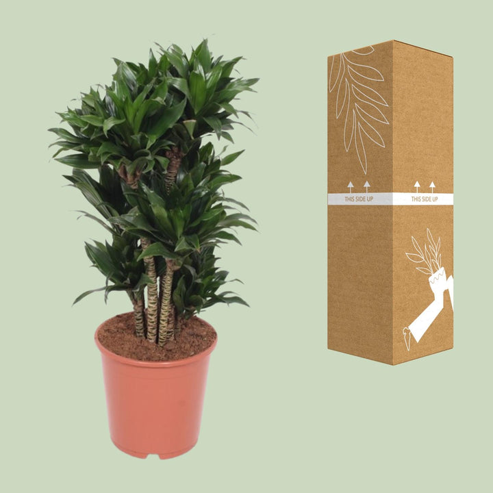 Dracaena Compacta Dragon Tree - 80cm Air Purifying Houseplant