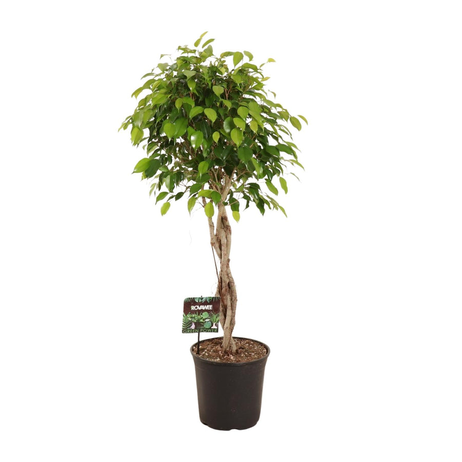 Large Ficus Benjamina plant in a 27cm pot, vibrant green leaves, perfect for indoor spaces, by Everspring.