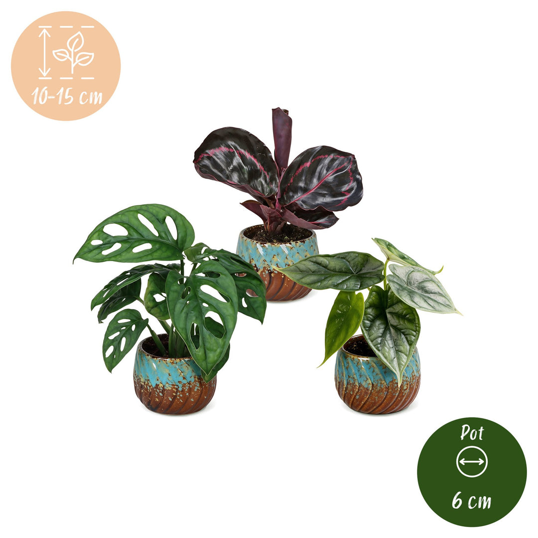 Baby Jungle Mix tropical houseplants, pack of 3, image 5