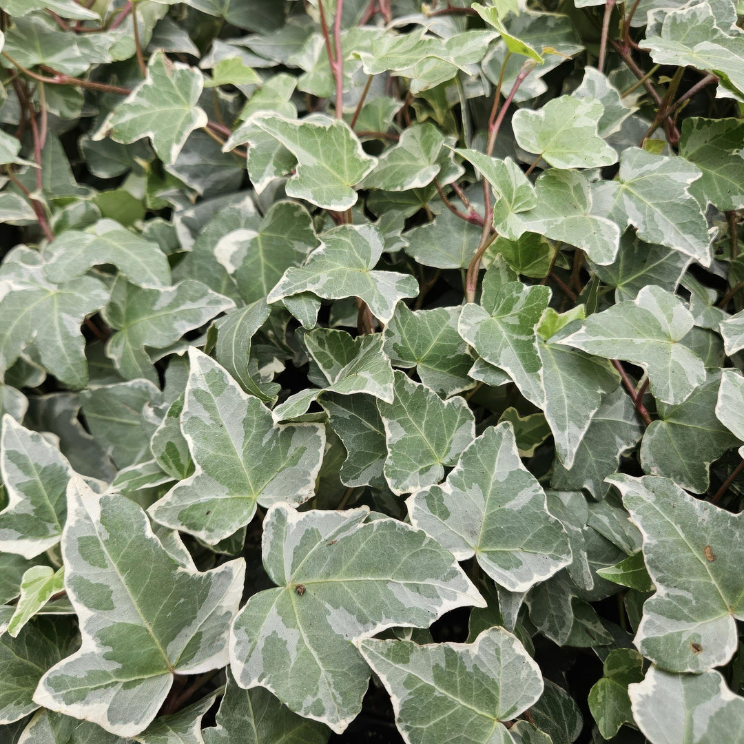 Hedera Helix Glacier Variegated Ivy Plants - 60 Pack 10-25cm
