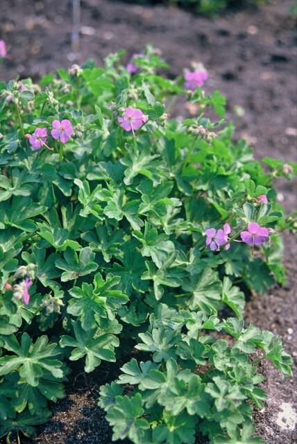 Geranium Cantabrigiense Cambridge - Pink Flowering Groundcover