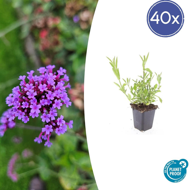 40x Verbena bonariensis Plants - Purple Tall Verbena 10-25cm