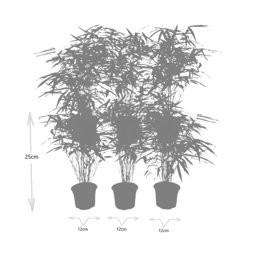 Fargesia Rufa Non-Invasive Clumping Bamboo Plants - 6 Pack