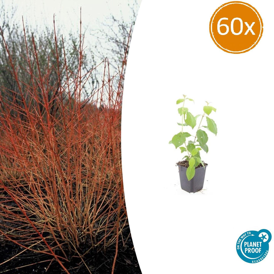 Vibrant red and orange winter stems of Cornus Sanguinea Midwinter Fire dogwood plants by Everspring