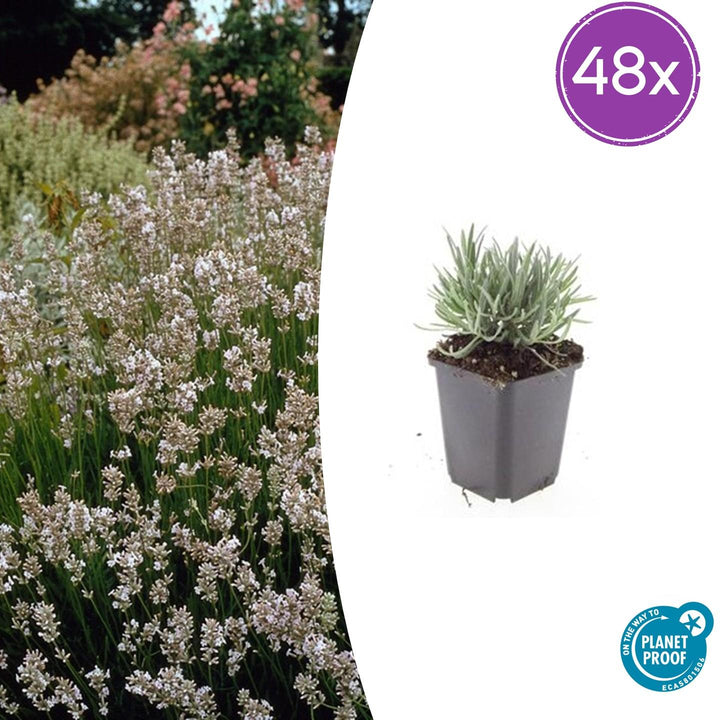 48x White Lavandula 'Edelweiss' - Fragrant Hardy Lavender - 9cm Pot