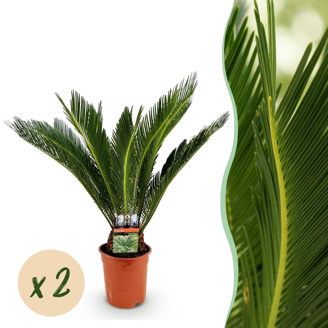 Sago palm Cycas revoluta with a crown of stiff glossy leaves in a terracotta nursery pot