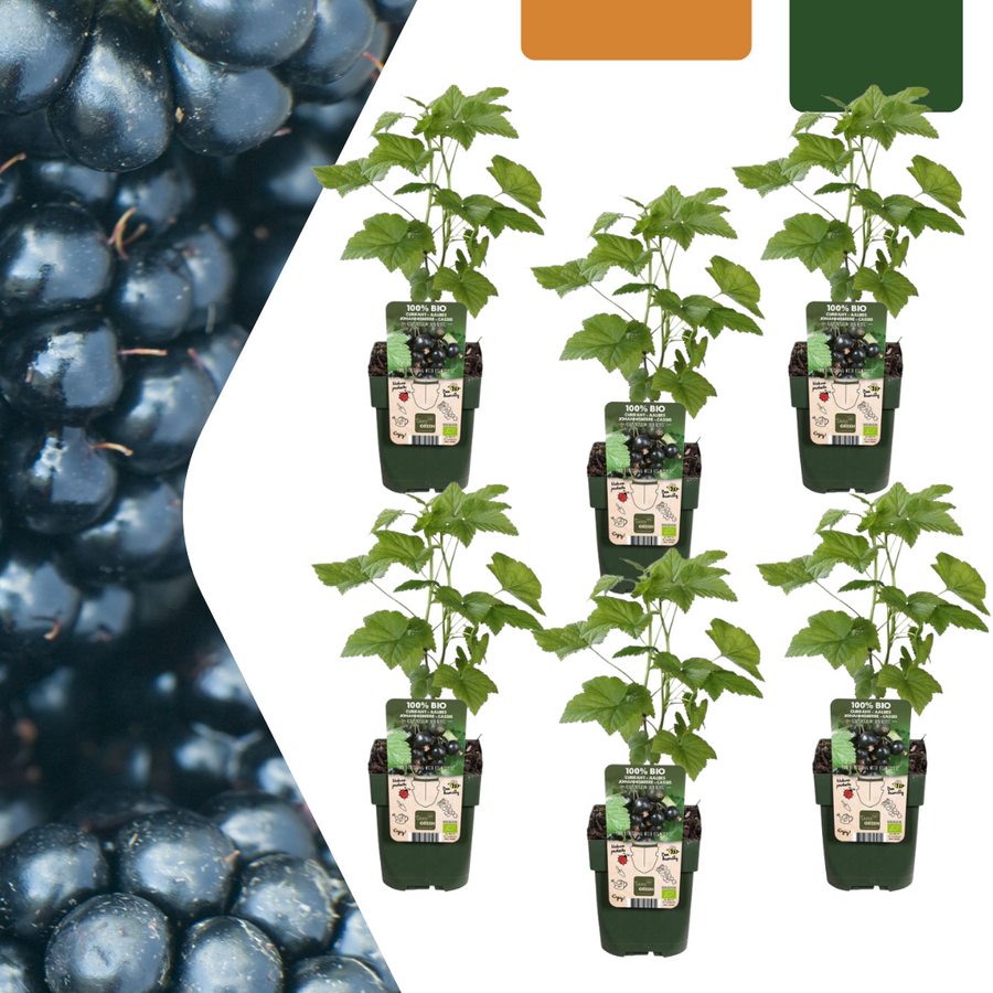 Set of 6 Everspring organic blackberry plants in 13 cm pots, featuring lush green leaves and dark berries.