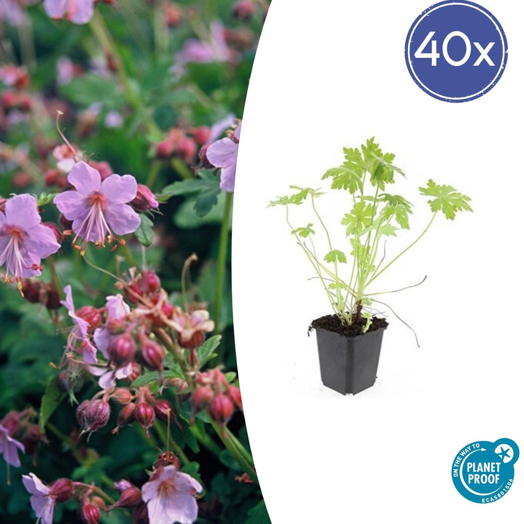 40x Bigroot Geranium (Geranium macrorrhizum) 10-25cm Ø9cm