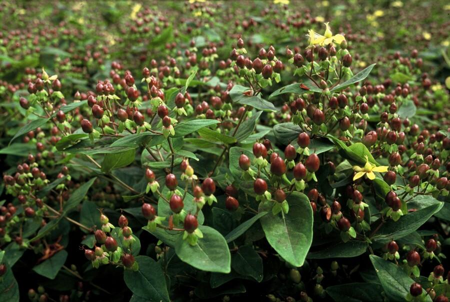 Six Hypericum inodorum 'Rheingold' plants with oval green leaves and deep red berry clusters, some yellow flowers…