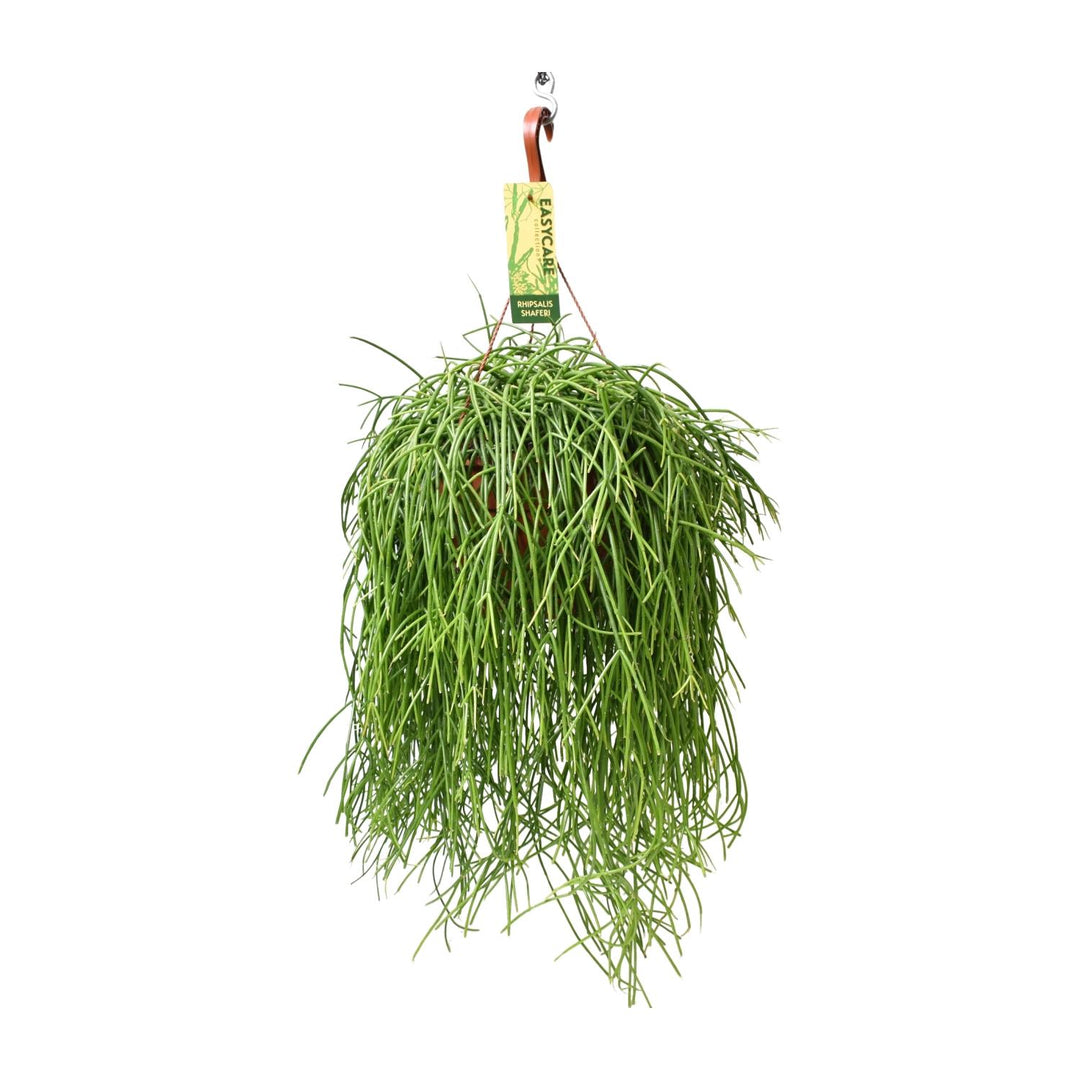 Green Rhipsalis trailing plant in a 21cm pot, 60cm long, easy care houseplant by Everspring.