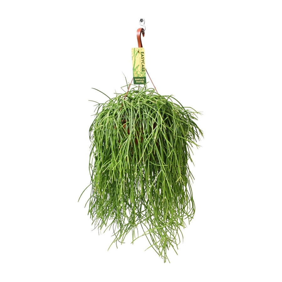 Green Rhipsalis trailing plant in a 21cm pot, 60cm long, easy care houseplant by Everspring.