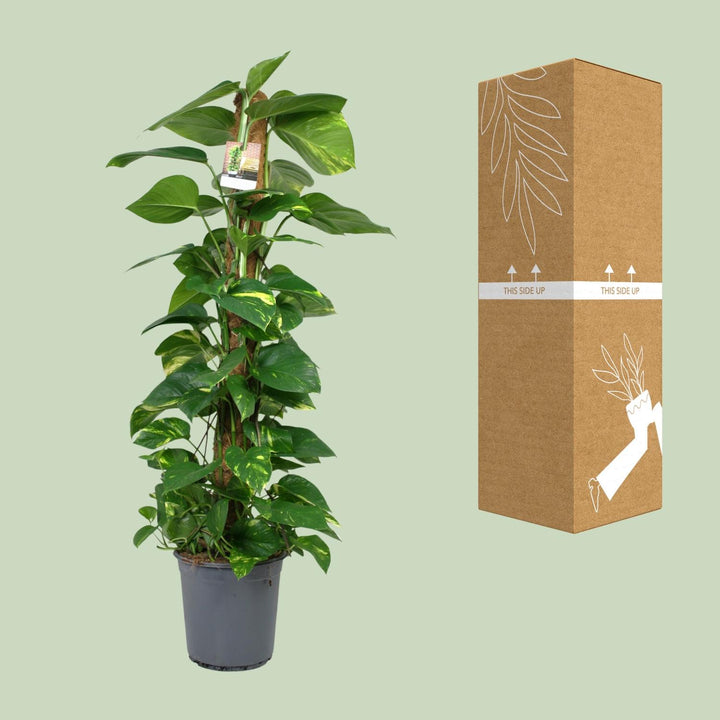 Scindapsus: Lush 120cm Trailing Beauty – Easy Care & Vibrant Greenery!