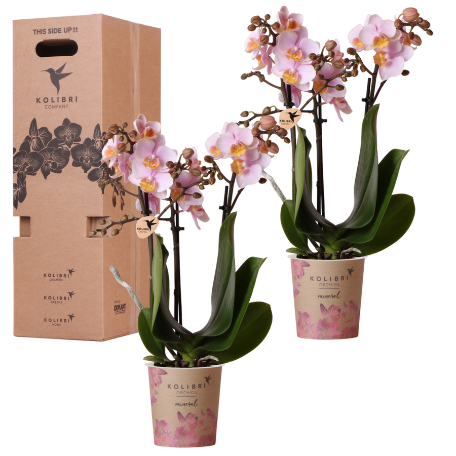 Two pink orchid plants in 9cm pots, packaged in a Kolibri surprise box.
