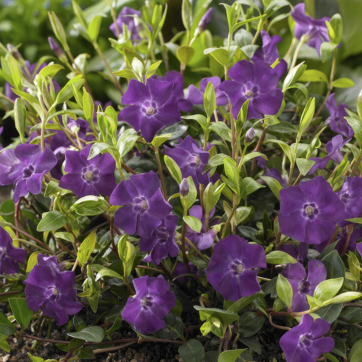 48x Vinca minor 'Atropurpurea' Purple Periwinkle - 9cm Pots