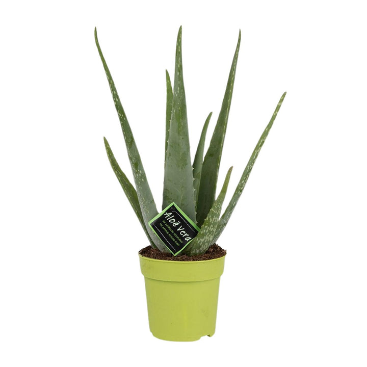 Aloe Vera Plant 45cm - Live Succulent in 12cm Pot - Indoor Plant
