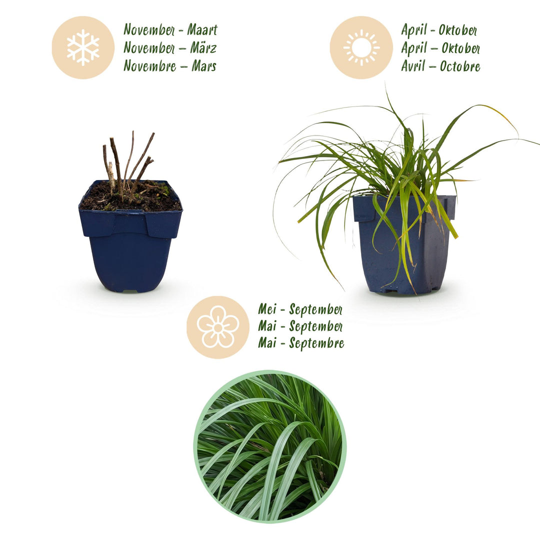24x Carex oshimensis Evergreen Japanese sedge in 11cm pots - view 4