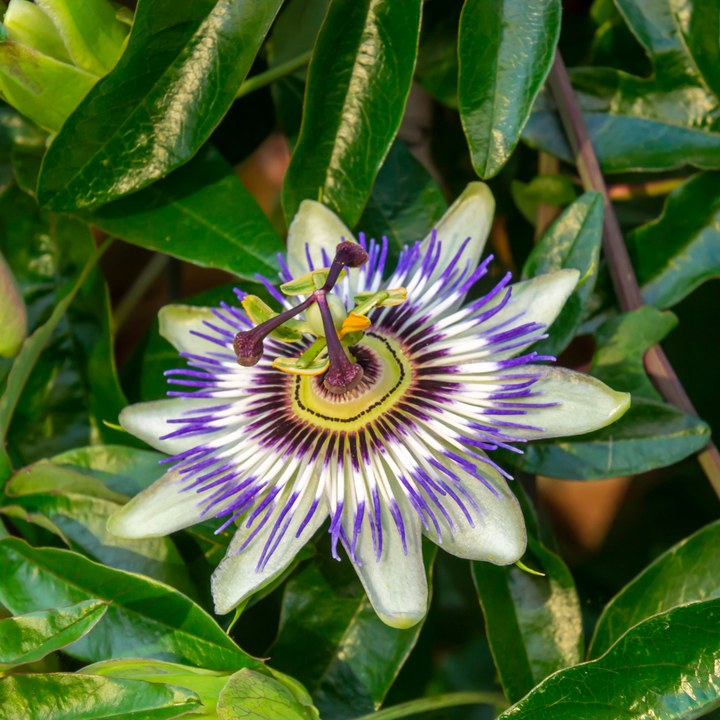 6x Passiflora caerulea (Passion Flower) – P9 Pot – Exotic Flowering Climbing Plant