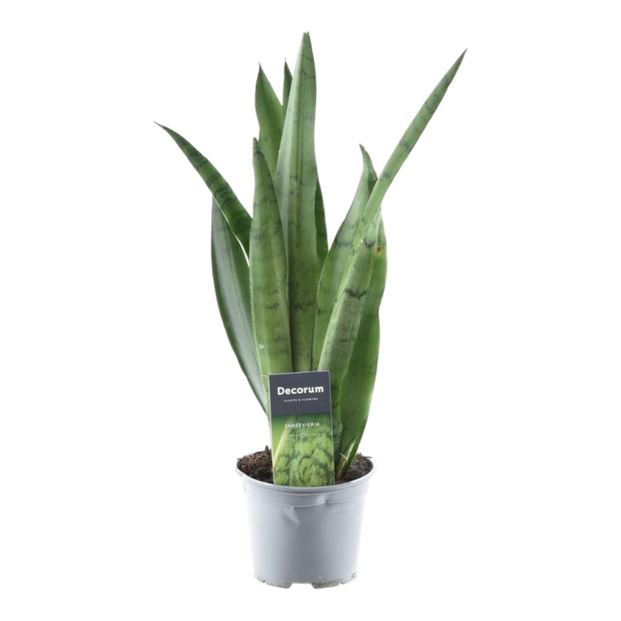 Sansevieria Snake Plant in a modern ceramic pot, featuring tall green leaves, by Everspring.