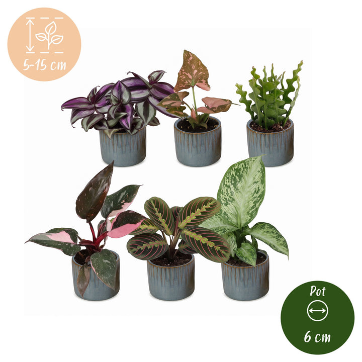 Baby Plants Surprise Box, pack of 6 tropical mini plants, image 5