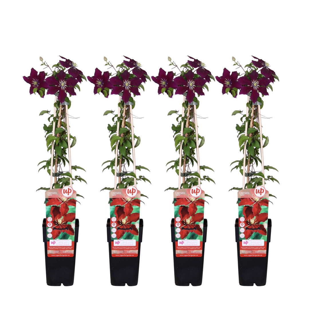 4x Clematis Niobe - Large-Flowered Climber - ↕65cm - Ø15cm