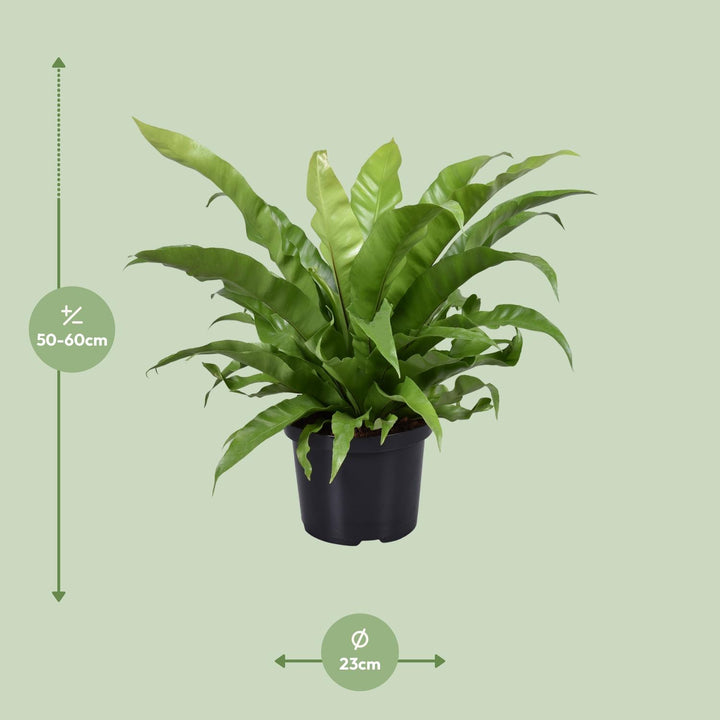 Asplenium Antiquum Bird's Nest Fern - 23cm Pot - 60cm Height