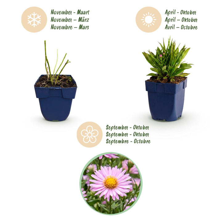 Plante vivace - Aster Wood's Pink - Spirée - Attire les abeilles et les papillons - Rose - 24 Plantes - Pot 11cm - Hauteur 15-25cm