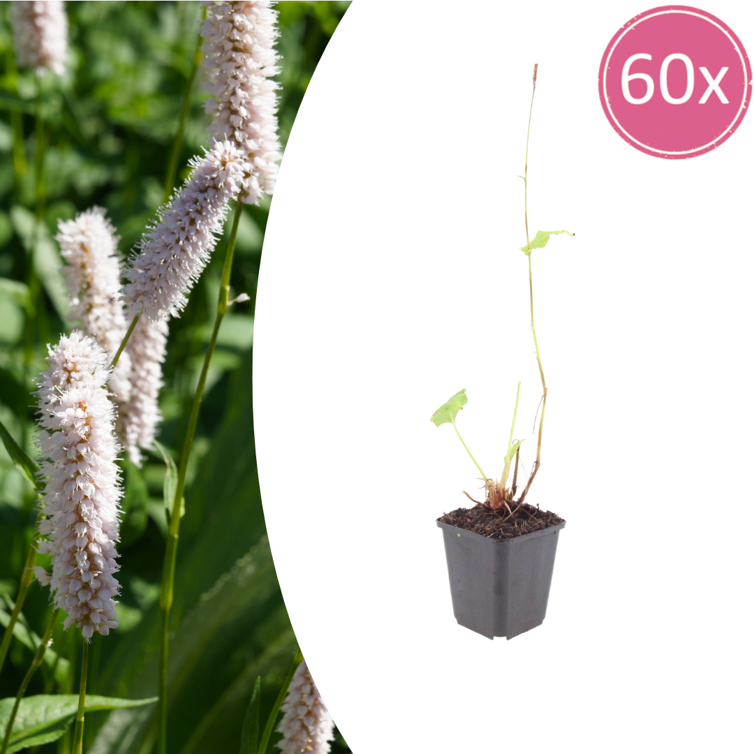 60x Persicaria bistorta 'Superba' - ↕10-25cm - Ø9cm