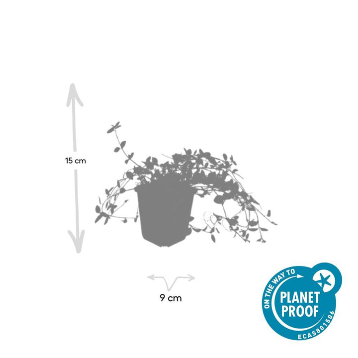 40x Vinca minor 'Gertrude Jekyll' White Lesser Periwinkle 9cm