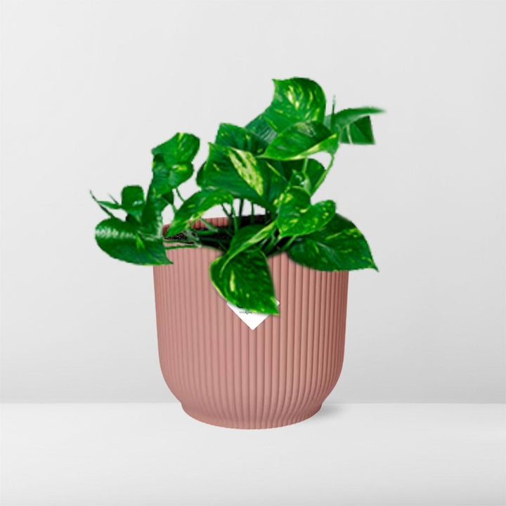 Golden Pothos (Epipremnum pinnatum 'Aureum') in a pink ELHO Vibes pot, view 6