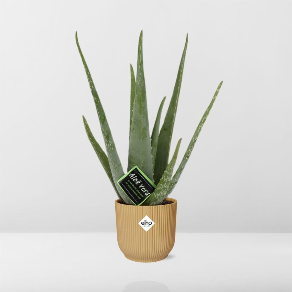 Aloe Vera Plant 12cm - Indoor Succulent with Healing Gel & Air Purifying