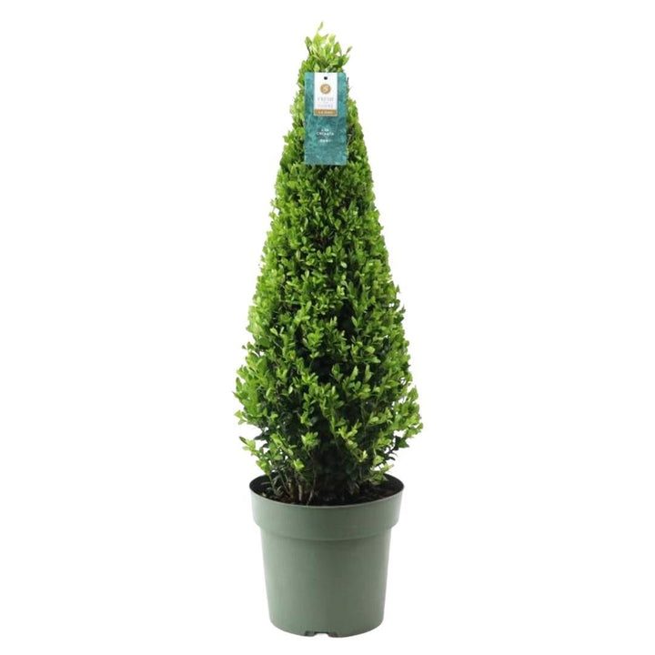 Ilex pyramide 55 cm hoog | Ø 21 cm