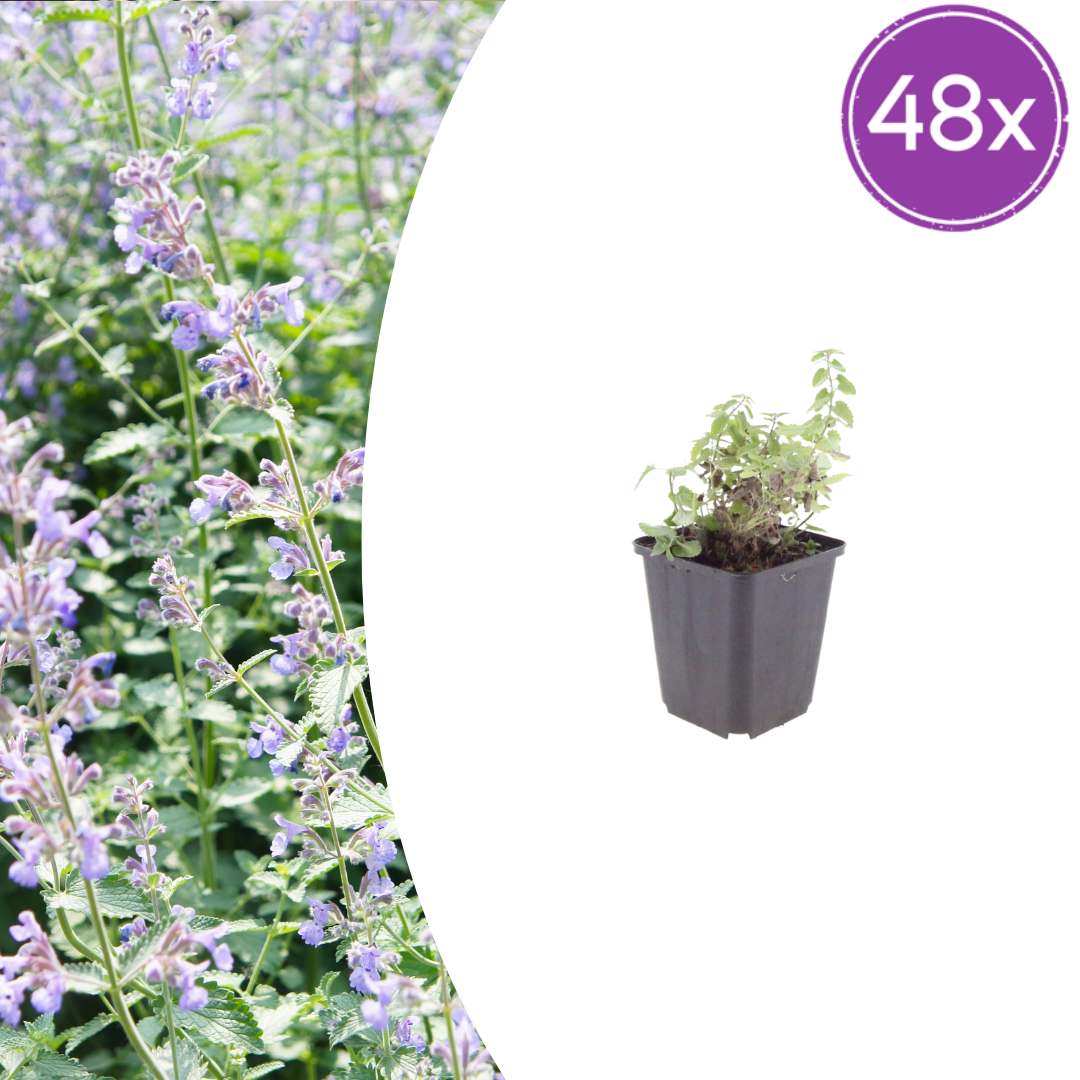 48x Nepeta faassenii - ↕10-25cm - Ø9cm