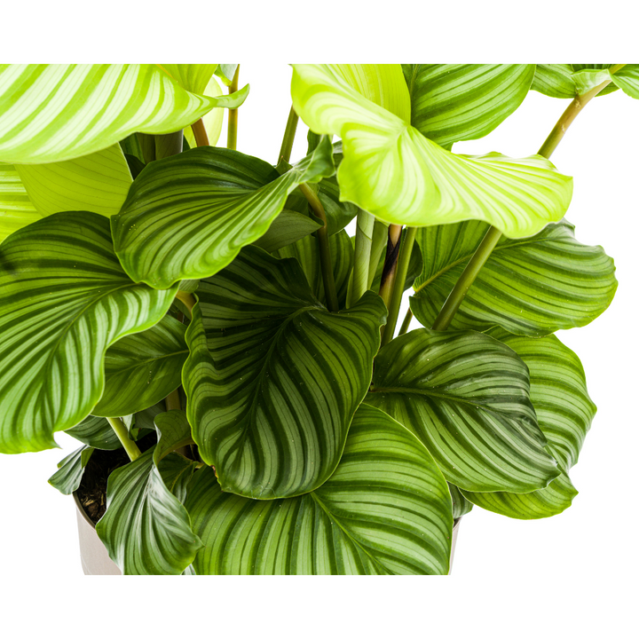 Calathea orbifolia - view 2