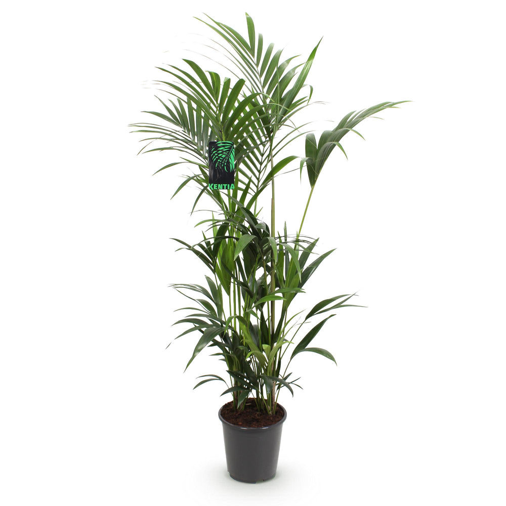 Kentia Palm (Howea forsteriana) - view 2