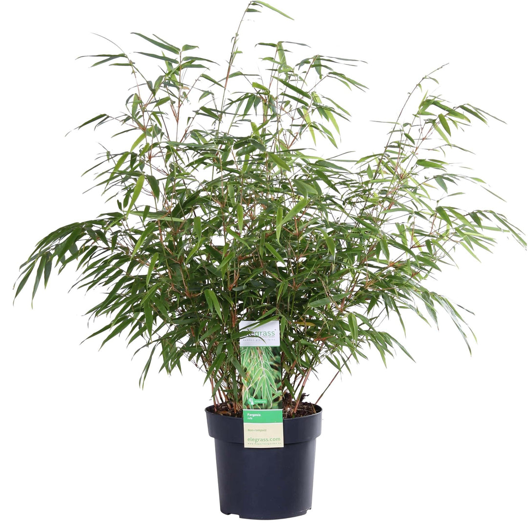 Fargesia rufa 80cm — Clumping Bamboo in 29cm pot