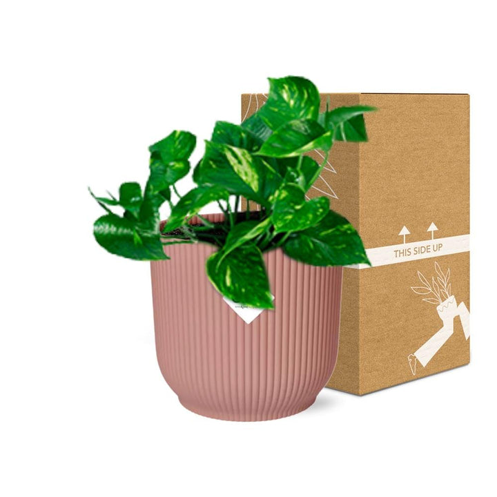 Golden Pothos (Epipremnum pinnatum 'Aureum') in a pink ELHO Vibes pot, view 5