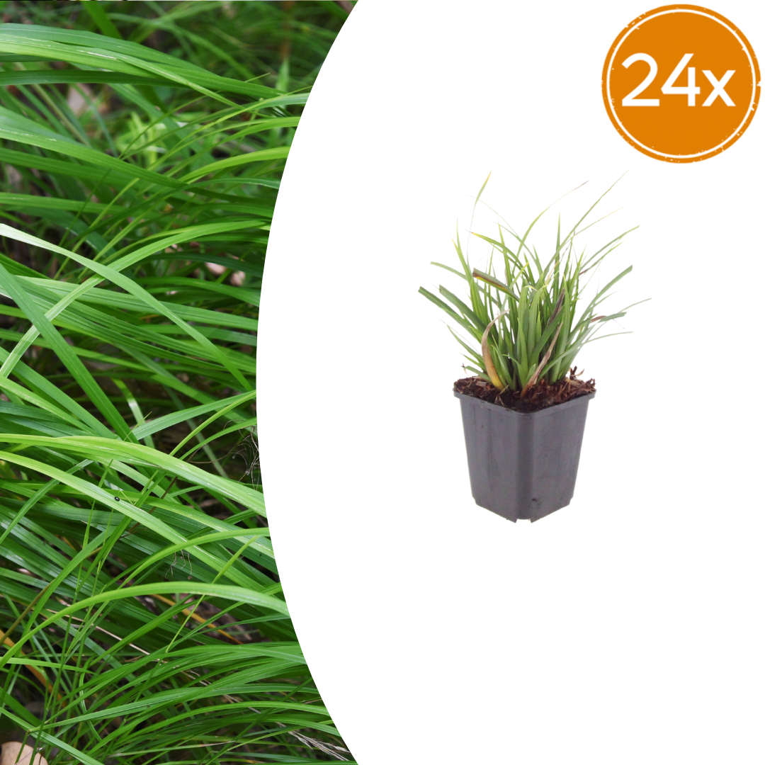 24x Carex morrowii - ↕10-25cm - Ø9cm