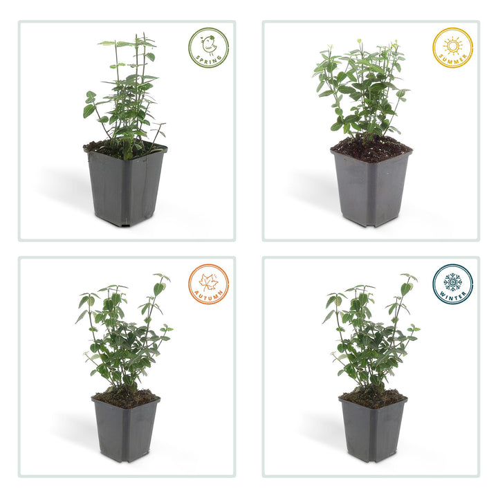 48x Wintercreeper Euonymus fortunei radicans 10-25cm Ø9cm